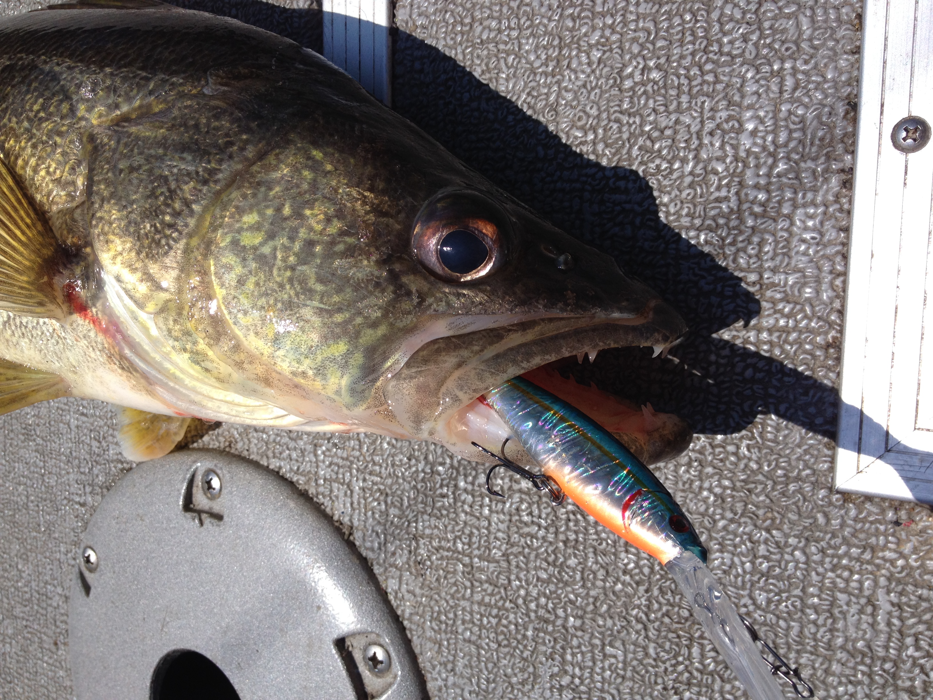 Lake Erie, the best walleye fishery around…
